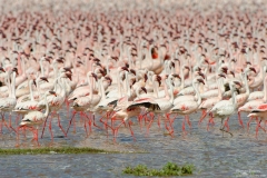 Water Birds