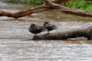 African Black Duck