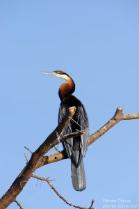 African Darter