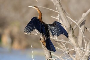 African Darter