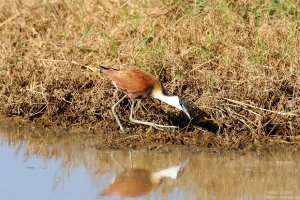 African Jacana