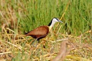 African Jacana