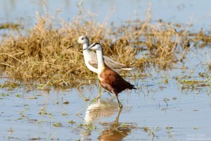 African Jacana