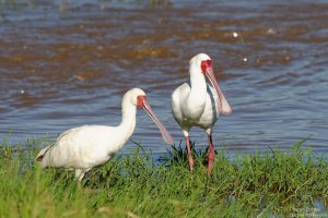 African Spoonbill
