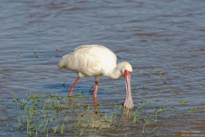 African Spoonbill