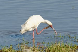 African Spoonbill
