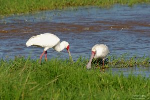 African Spoonbill