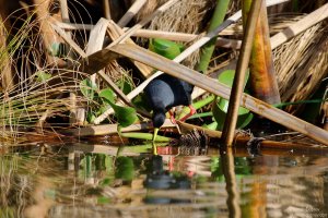 Black Crake