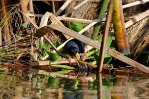 Black Crake