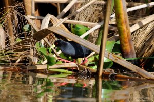 Black Crake