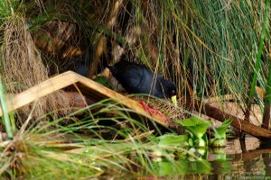 Black Crake