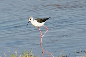 Black-Winged Stilt