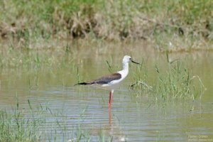 Black-Winged Stilt
