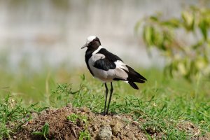 Blacksmith Plover