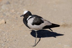 Blacksmith Plover