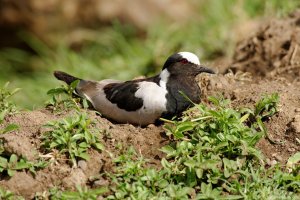 Blacksmith Plover