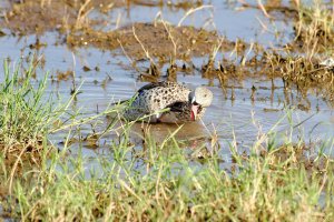 Cape Teal