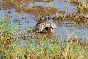 Cape Teal