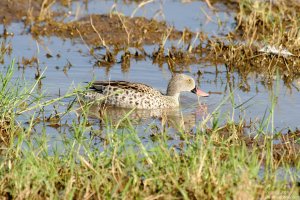 Cape Teal