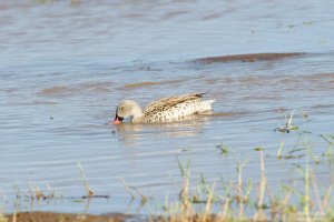 Cape Teal