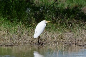 Cattle Egret