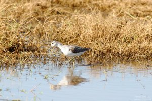 Common Greenshank