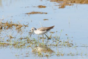Common Greenshank