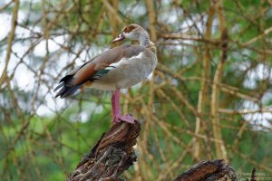 Egyptian Goose