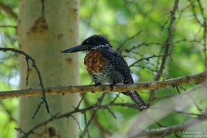Giant Kingfisher
