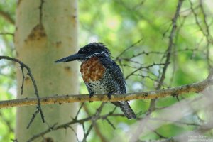 Giant Kingfisher