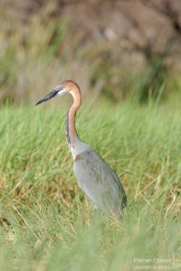 Goliath Heron