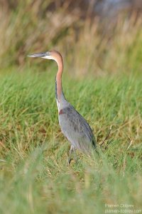Goliath Heron