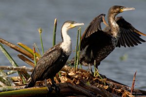 Great Cormorant