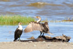 Great Cormorant