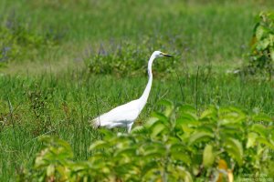 Great Egret