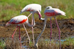 Great Flamingo