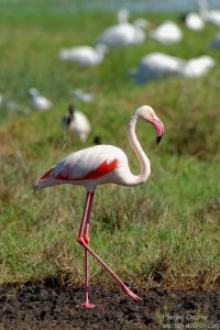 Great Flamingo
