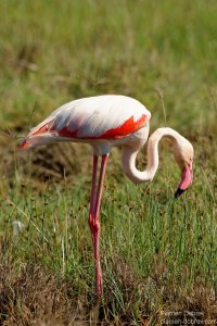 Great Flamingo