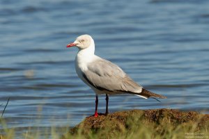 Grey-Headed Gull