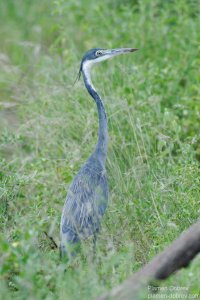 Black Headed Heron