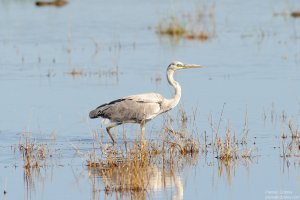 Grey Heron