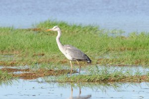 Grey Heron