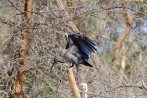 Hadada Ibis