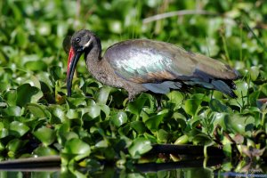 Hadada Ibis