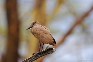 Hamerkop