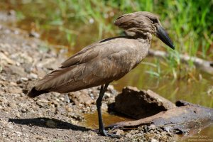 Hamerkop