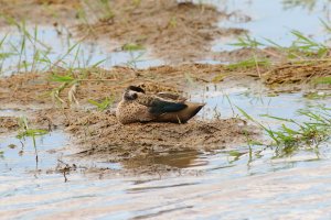 Hottentot Teal