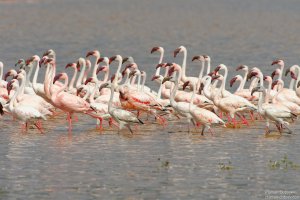 Lesser Flamingo