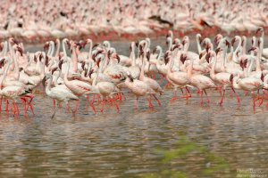 Lesser Flamingo