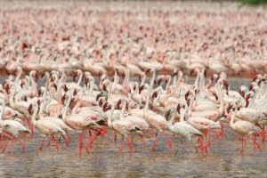 Lesser Flamingo